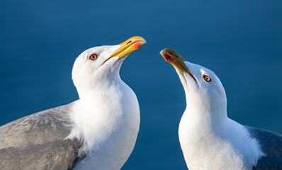 gaivotas