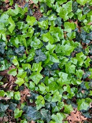 green ivy leaves texture background