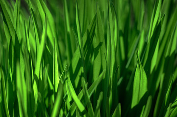 Green grass close-up in the morning glare of the sun. Organic texture. Natural background