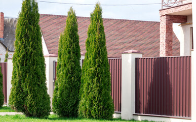 Beautiful Thuja trees on the background of a lowbuilding.  Lined tree backyard. white cedar (Thuja occidentalis 'Smaragd') 
