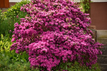 Fototapeta premium red pink rhododendron rosebay ,