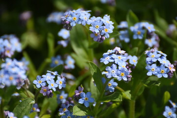 Obraz na płótnie Canvas small blue flowers