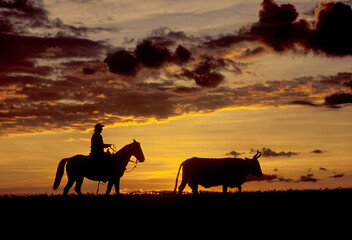 Perfil de cavaleiro tocando gado ao nascer do sol.
Cowboy and cow at twilight