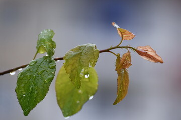 splashes of rain on the leaves of a plum
