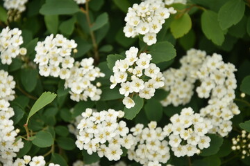Small White Flowers Blossom In Garden
