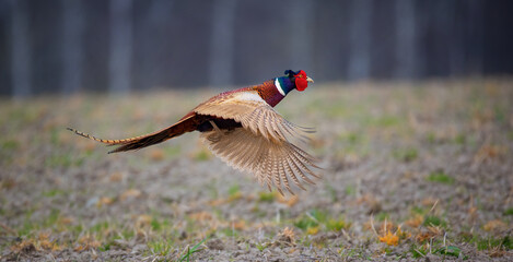 Common Pheasant Phasianus colchicus flies over the meadow behind the female.