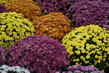 Many colourful chrysanthemum as background