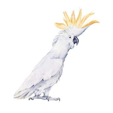 Australian bird. Isolated on a white background.
