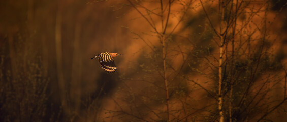 Beautiful Hoopoe captured flies in the setting sun over the landscape. © Jiří Fejkl