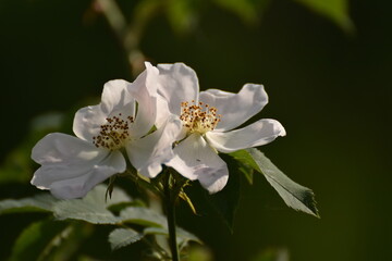 Obraz na płótnie Canvas Apple Tree Spring Flowers Blossom