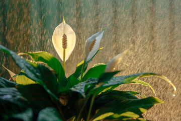 Delicate flower of the houseplant Womens happiness against the background of warm raindrops. High quality photo