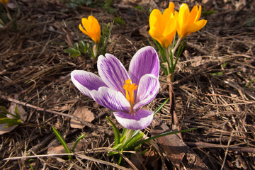 crocuses of different color in the forest, in close-up