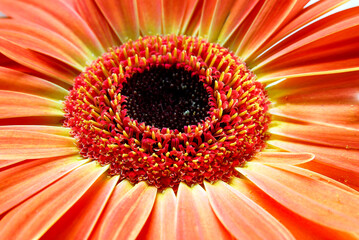 Gerbera flower close up view or gerbera daisy macro view