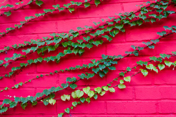 Vibrant color  brick wall and climber plant Ampelopsis.