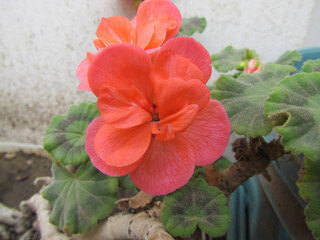 Closeup shot of orange begonias with green leaves in the background