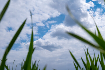 blue sky and white clouds bottom view with green grass beauty of nature, spring time copy space.
