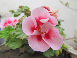 High angle shot of pink begonias with green leaves in the background