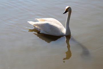 A view of a Bewick Swan on the water