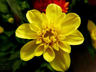 macro di vivide e colorate corolle di bellisismi fiori