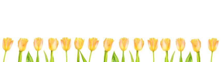 Many yellow tulips on white isolated background. Spring and summer backdrop. Mother's day, Easter and seasonal holiday