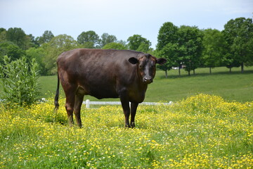 cow in the meadow