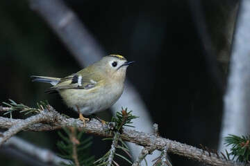 Smallest bird in Europe, Goldcrest (Regulus regulus) perched on a spring day in Estonia. 