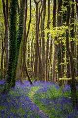 Fototapeta na wymiar bluebell wood cornwall England uk spring wild flowers 