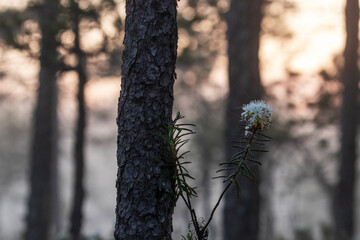 Beautiful Marsh Labrador tea, Rhododendron tomentosum blooming in a bog during an early summer morning in Soomaa National Park. 