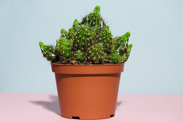 Cacti in pot on coloured background. Home gardening concept. Indoor potted plant. 