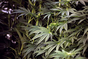 Outdoor Grow Cannabis Hemp Greenhouse 12