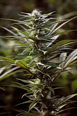 Outdoor Grow Cannabis Hemp Greenhouse 11