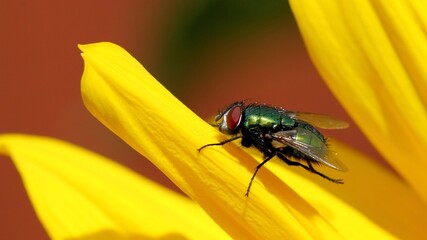A fly on a yellow flower