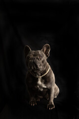 Blue color French Bulldog posing with a black background and  pearl necklace