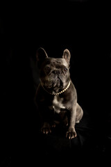 Blue color French Bulldog posing with a black background and  pearl necklace