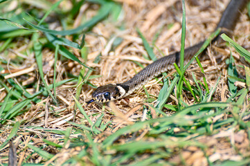 small grass snake a sunny warm day in may