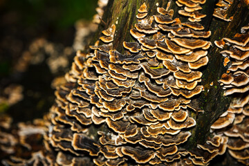 Inedible leaf brown mushrooms with a white border on a tree trunk.