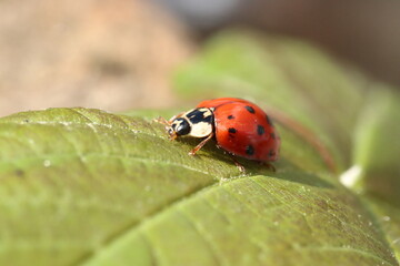 A ladybird on a leaf