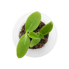 Two cucumber seedlings in plastic pot with soil isolated on white background top view