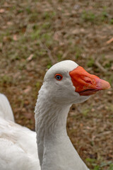 Fototapeta premium Papera