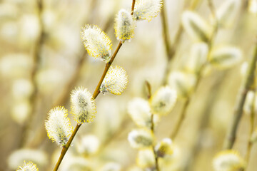 Beautiful blooming Willow tree on a sunny April day in Estonia, Northern Europe. 