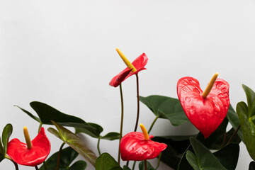  Anthurium flowers in blossom. Flowers in a shape of heart.