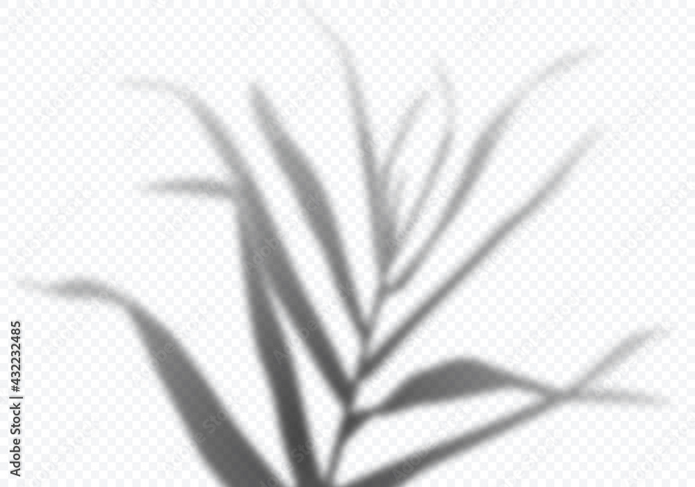 Poster vector transparent shadow of tropical palm leaves. decorative design elements for collages. creative