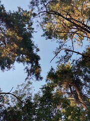 trees and sky
