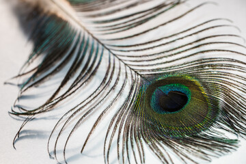 Naklejka premium Detail of a piece of feather from a male peacock.