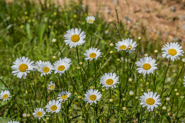 Fototapeta premium White daisies in the field