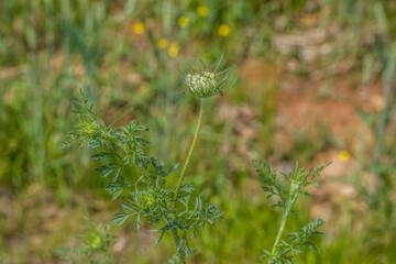 Queen anne's lace budding