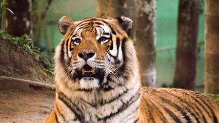 Fototapeta premium Tiger