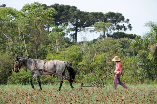 Arado com tra&ccedil;&atilde;o animal e produ&ccedil;&atilde;o de alimentos org&acirc;nicos em pequena propriedade na regi&atilde;o metropolitana de Curitiba. Paran&aacute;, Brasil