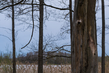 An old tree with a heart-shaped cavity..