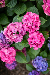 Pink and blue hydrangea flowers.